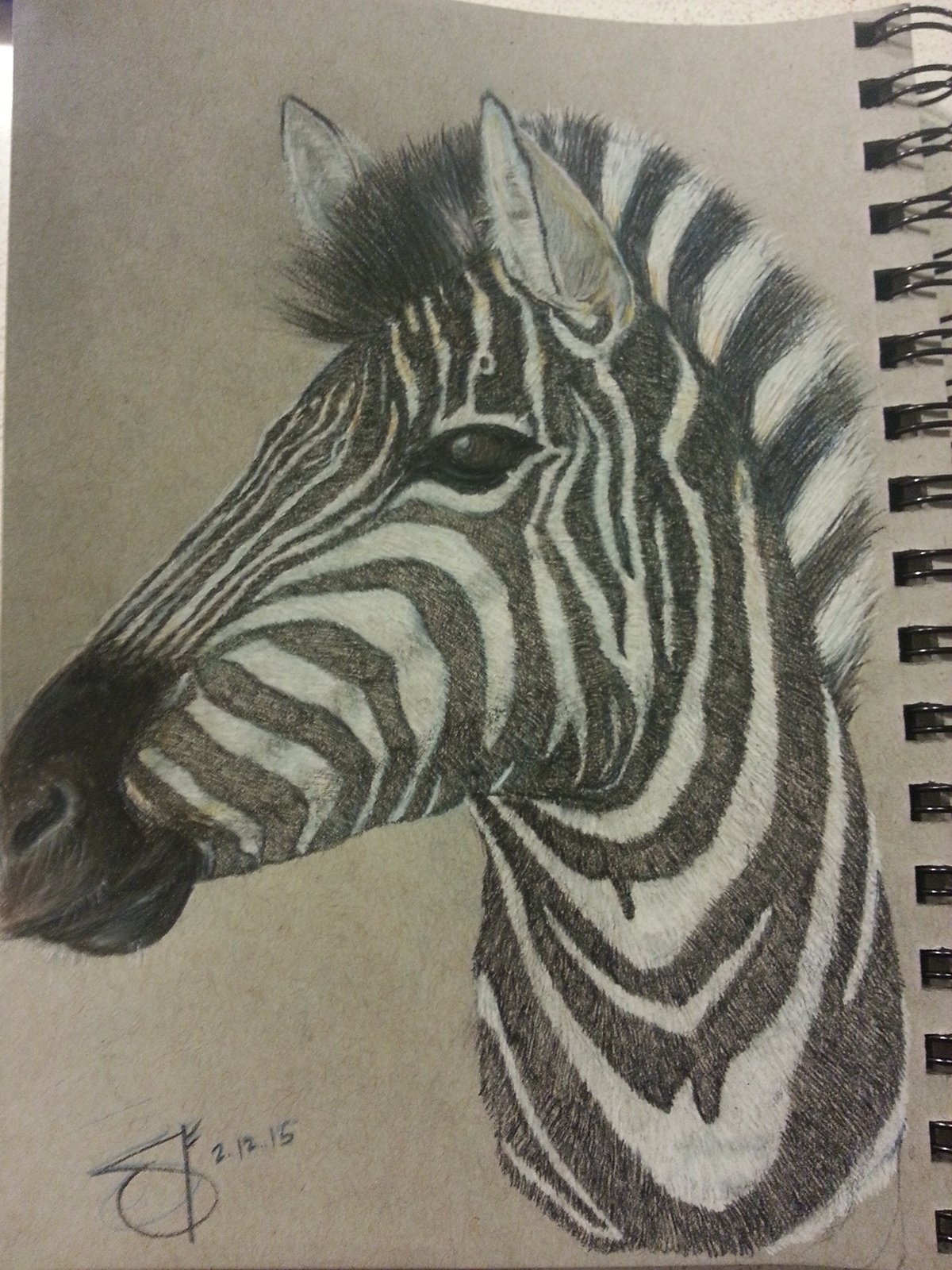 About Me Zebra graphite drawing